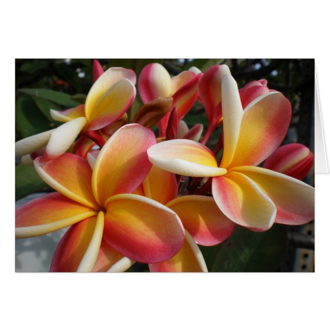 Cartão plumeria (Frente Horizontal)
