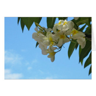 Cartão Plumeria