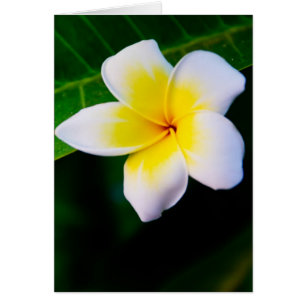 Cartão Plumeria
