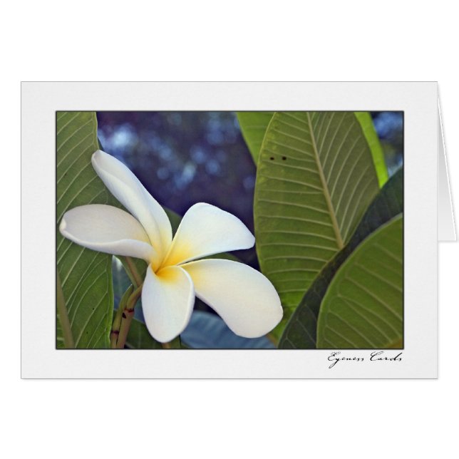 Cartão Plumeria branco (Frente Horizontal)