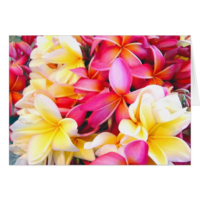 Cartão Plumeria Frangipani Foto Digital Floral (Frente Horizontal)