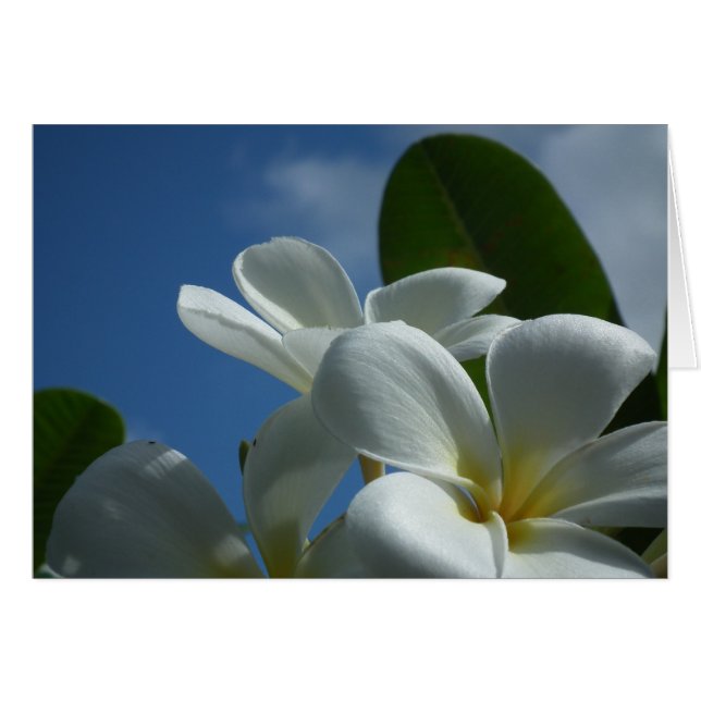 Cartão Plumeria Gift Card (Frente horizontal)