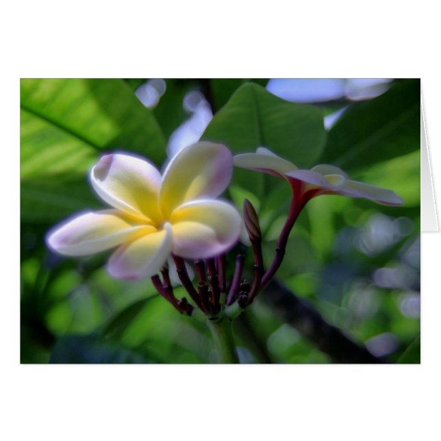 Cartão Plumeria Hawaii (Frente Horizontal)