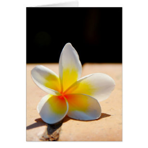 Cartão Plumérias