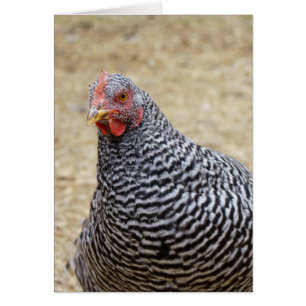 Cartão Plymouth Barred Rock Hen Fotografia