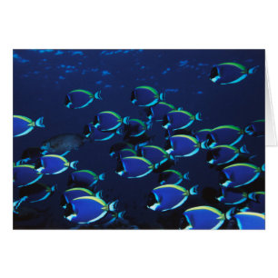 Cartão Pó de Ensino Azul Cirurgião