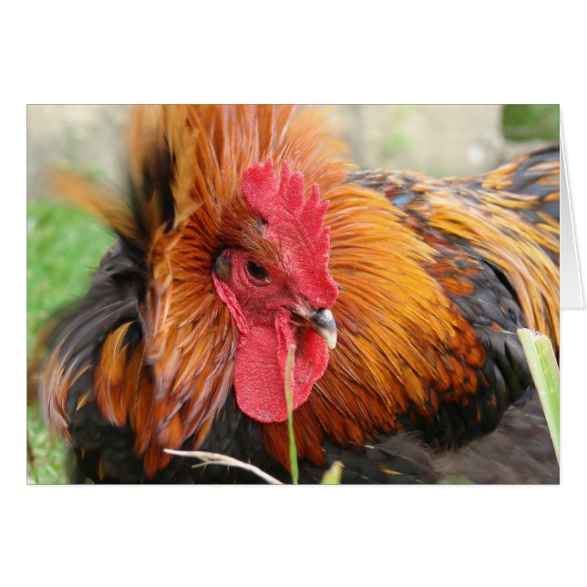 Cartão Pó de vento (Frente Horizontal)