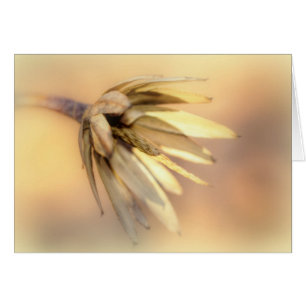 Cartão Pod de Semente Vazia do Poplar