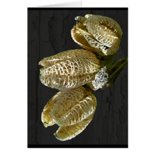 Cartão Pods De Sementes De Lily Secos