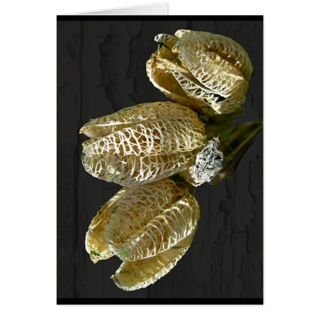 Cartão Pods De Sementes De Lily Secos (Frente)