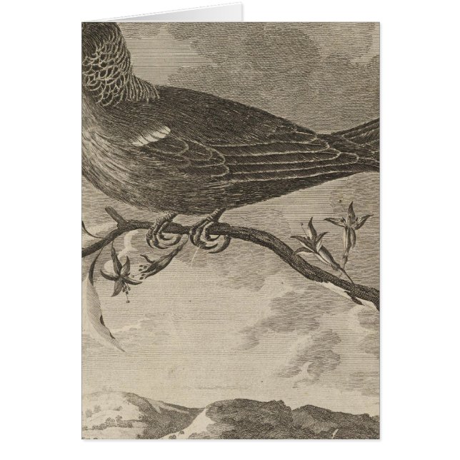 Cartão Poebird, Nova Zelândia (Frente)