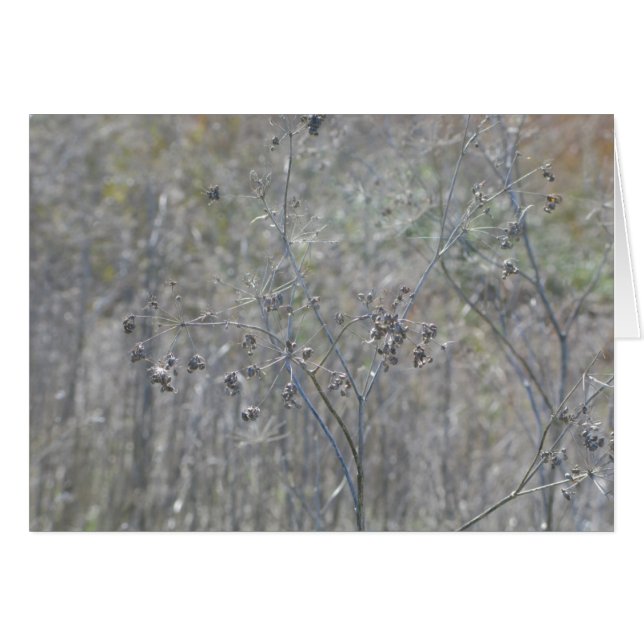 Cartão Point Reyes, Ca (Frente horizontal)