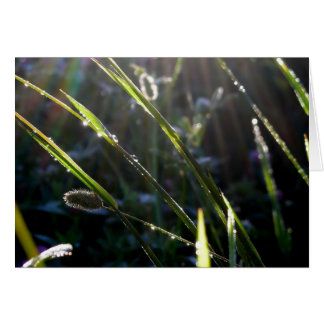 Cartão Pomada na Grama