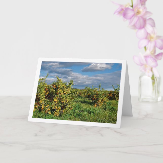 Cartão Pomar de Laranjeiras, Valência, Espanha (Orquídea)