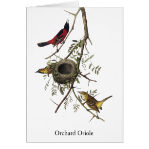 Cartão Pomar Oriole - John James Audubon