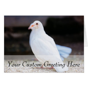 Cartão Pomba branca, fotografia do pássaro