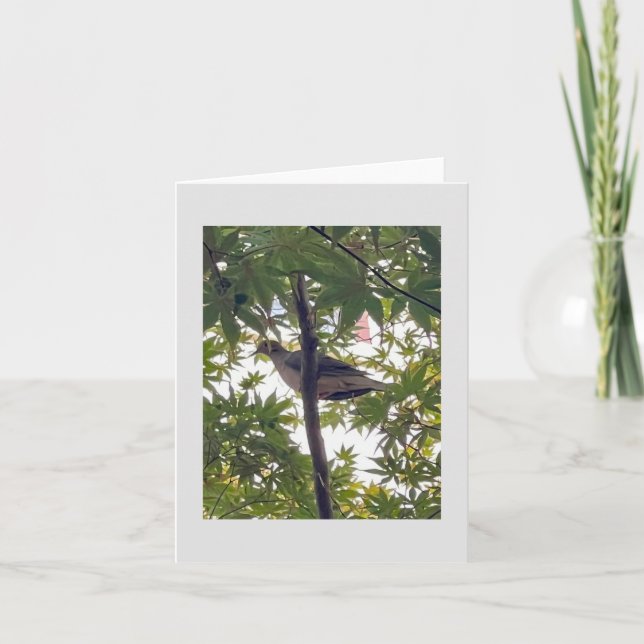 Cartão pomba esperando (Frente)