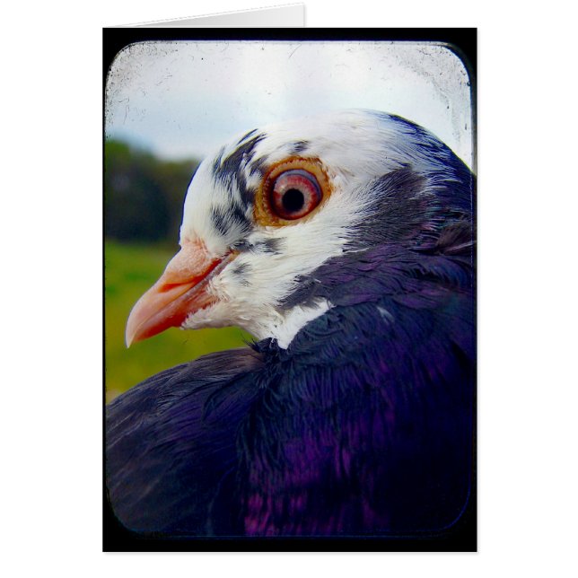 Cartão Pombo (Frente)