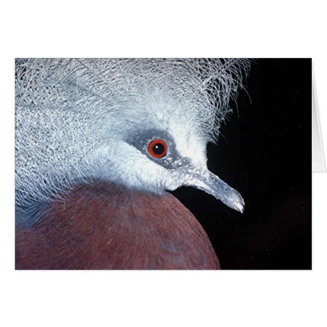 Cartão pombo-coroa (Frente Horizontal)