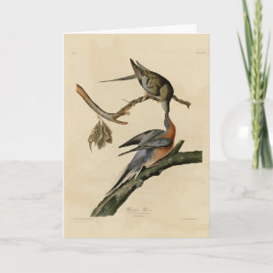 Cartão Pombo-passageiro das Aves da América de Audubon