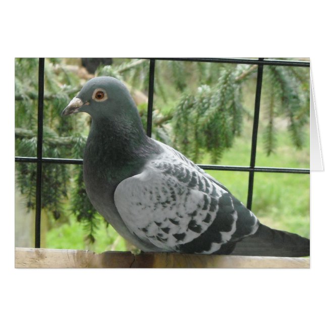Cartão Pombo Perfeito (Frente Horizontal)