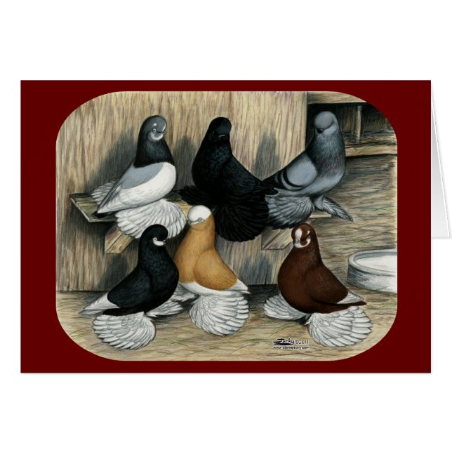 Cartão Pombos de Tumbler falhados (Frente horizontal)