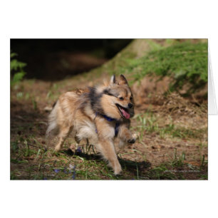 Cartão Pomerânia Correndo com Harness ativada