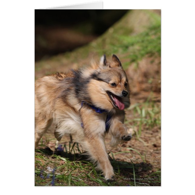 Cartão Pomerânia Correndo com Harness ativada (Frente)