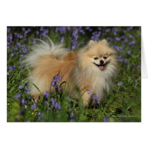 Cartão Pomerânia olhando a câmera no Bluebells