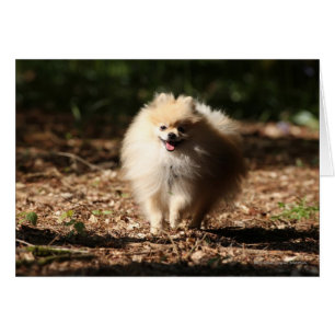 Cartão Pomerânia Trotando nas Folhas do Fallen