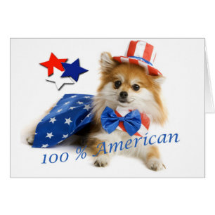 Cartão Pomeranian americano de 100 por cento