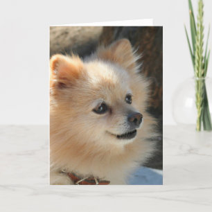 Cartão Pomeranian greeting card