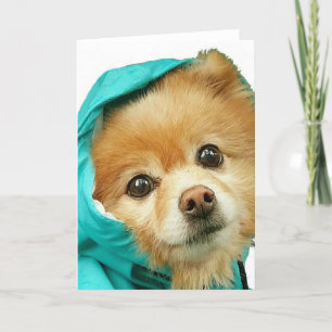 Cartão Pomeranian Raincoat #