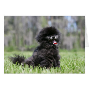 Cartão Pomeranian superior preto