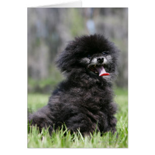 Cartão Pomeranian superior preto