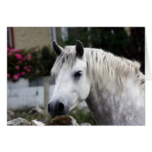 Cartão Pônei de Connemara