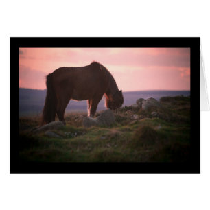 Cartão Pônei de Dartmoor no por do sol