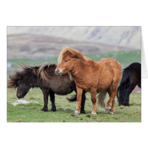 Cartão Pônei Shetland, Ilhas Shetland, Escócia 2