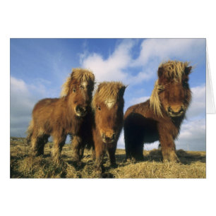 Cartão Pônei Shetland, parte continental das Ilhas Shetla