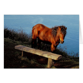 Cartão Pônei sul de Dartmoor da costa de Devon perto do