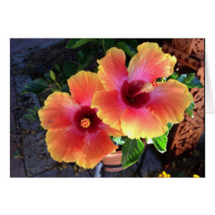 Cartão ponta amarela Hibiscus-