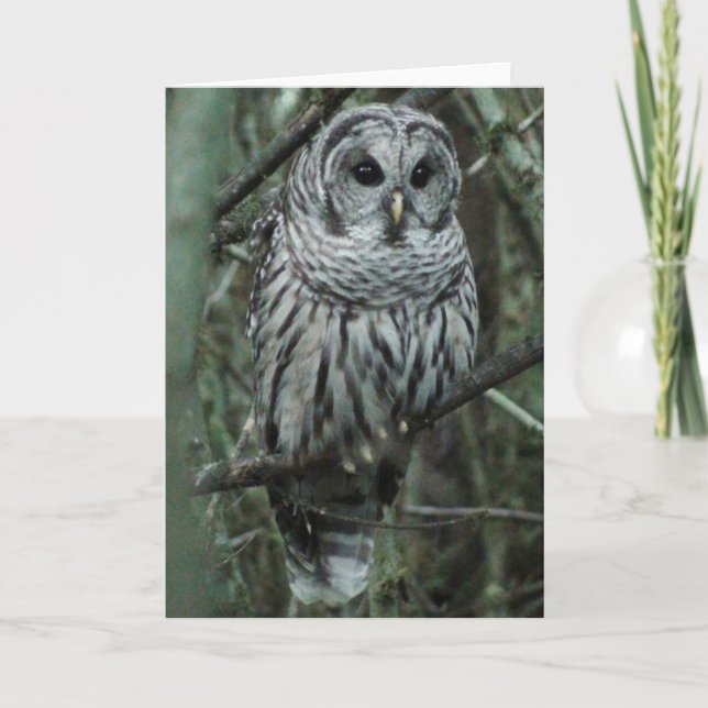 Cartão Ponto, a coruja (Frente)