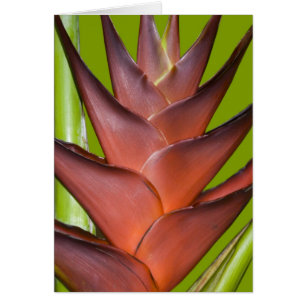 Cartão Ponto da flor de Bromeliad # 1