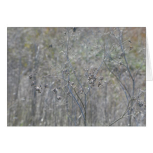 Cartão Ponto Reyes, Ca