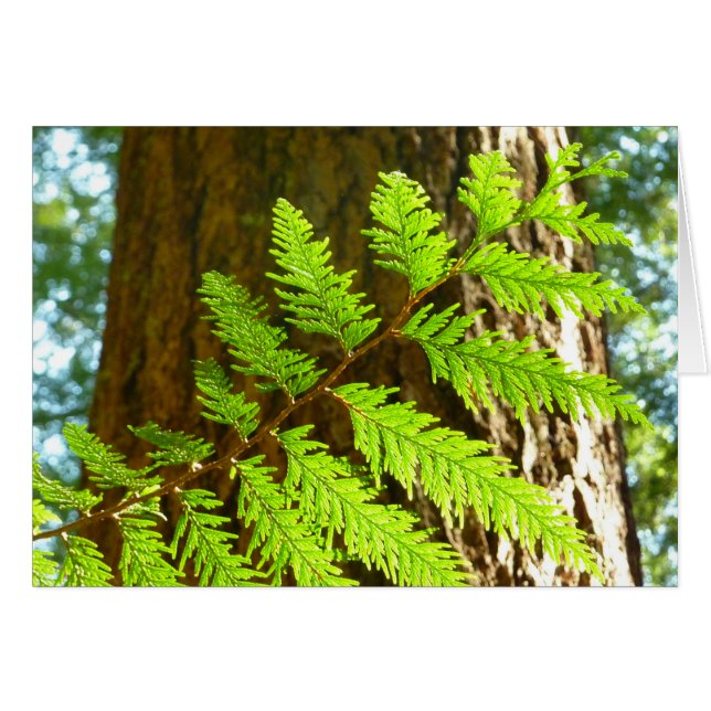 Cartão Pontos principais da Botânica da Árvore Redwood (Frente Horizontal)