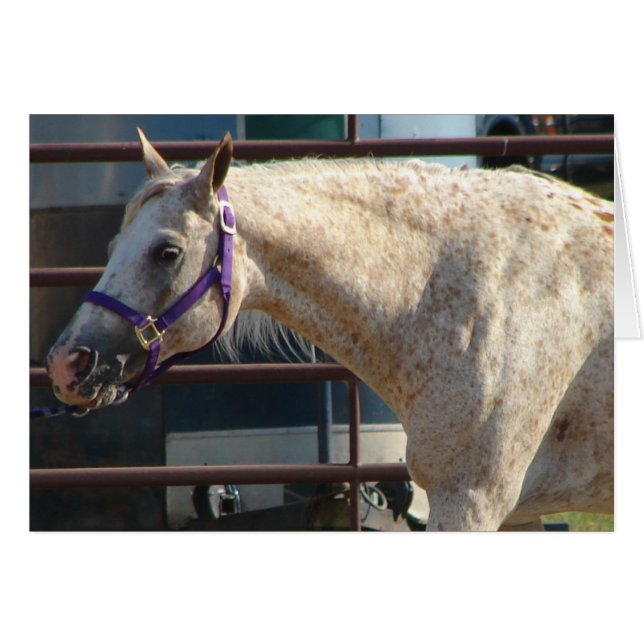 Cartão Pony das Américas (Frente Horizontal)