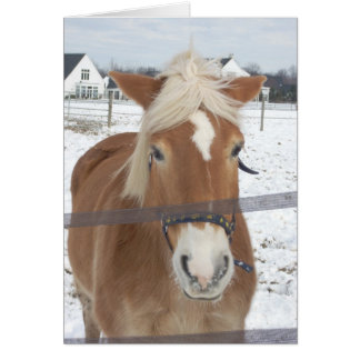 Cartão Pony no inverno