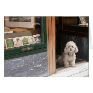 Cartão Poodle Anão Branco