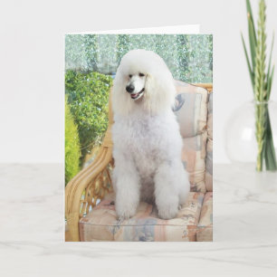 Cartão Poodle Branco