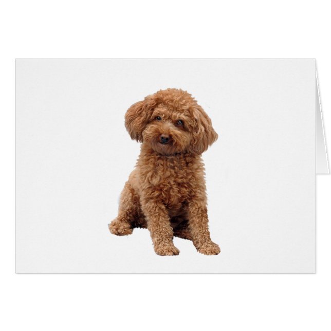 Cartão Poodle - Dourado (Toy ou Mini.) (Frente Horizontal)